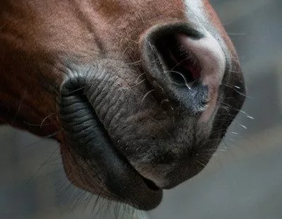 Naseau de cheval